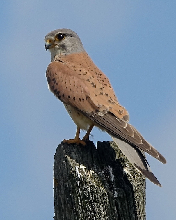 kestrel